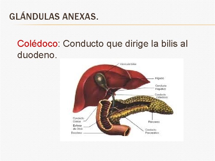 GLÁNDULAS ANEXAS. Colédoco: Conducto que dirige la bilis al duodeno. 