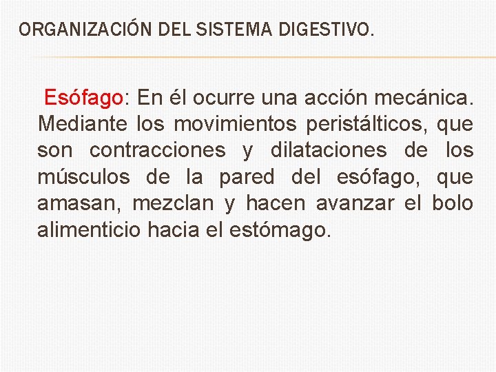 ORGANIZACIÓN DEL SISTEMA DIGESTIVO. Esófago: En él ocurre una acción mecánica. Mediante los movimientos