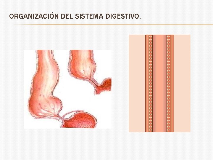 ORGANIZACIÓN DEL SISTEMA DIGESTIVO. 