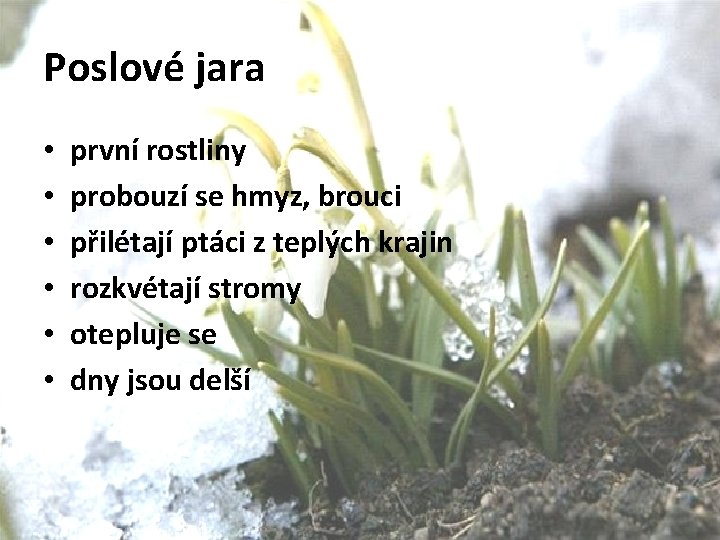 Poslové jara • • • první rostliny probouzí se hmyz, brouci přilétají ptáci z