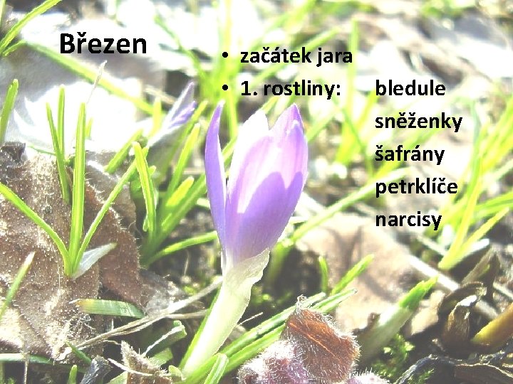 Březen • začátek jara • 1. rostliny: bledule sněženky šafrány petrklíče narcisy 