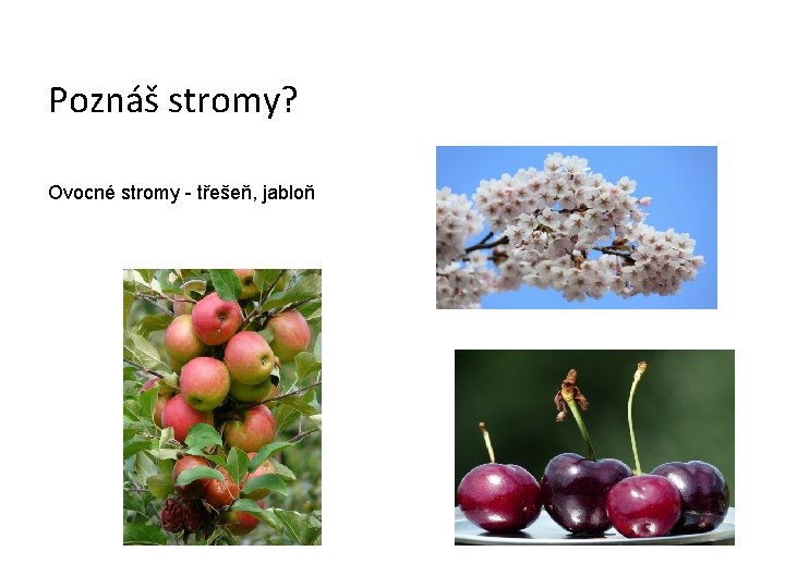 Poznáš stromy? Ovocné stromy - třešeň, jabloň 