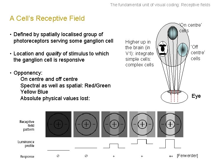 The fundamental unit of visual coding: Receptive fields A Cell’s Receptive Field • Defined