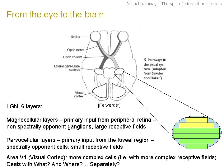 Visual pathways: The split of information streams From the eye to the brain LGN: