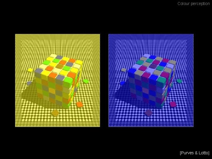 Colour perception [Purves & Lotto] 