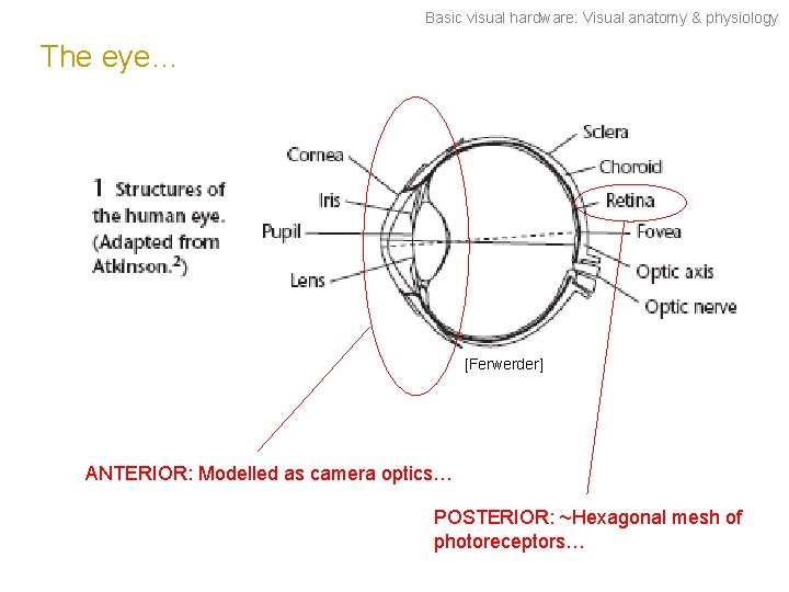 Basic visual hardware: Visual anatomy & physiology The eye… [Ferwerder] ANTERIOR: Modelled as camera