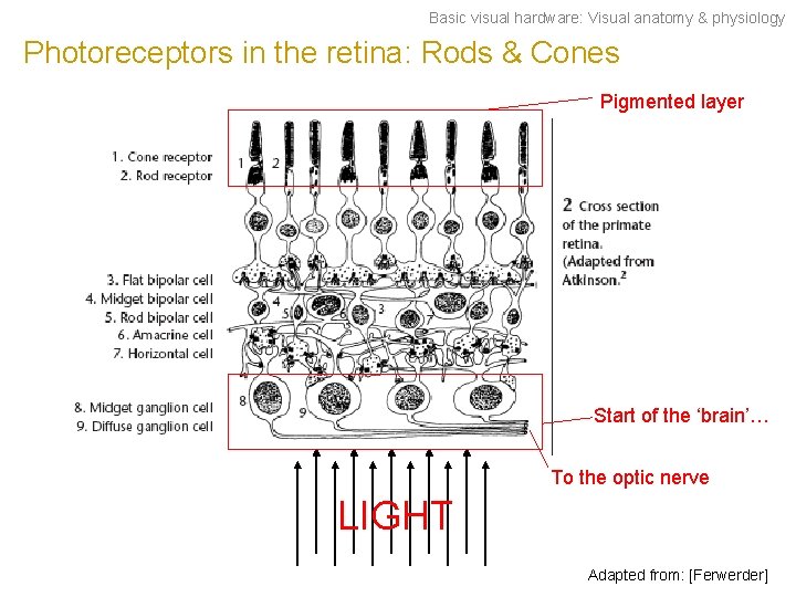 Basic visual hardware: Visual anatomy & physiology Photoreceptors in the retina: Rods & Cones