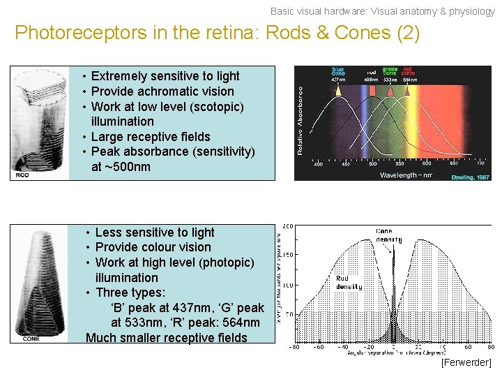 Basic visual hardware: Visual anatomy & physiology Photoreceptors in the retina: Rods & Cones