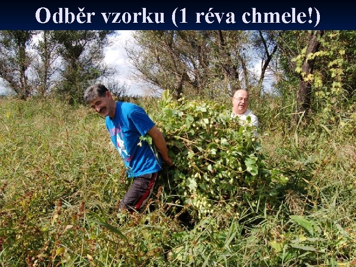 Odběr vzorku (1 réva chmele!) 