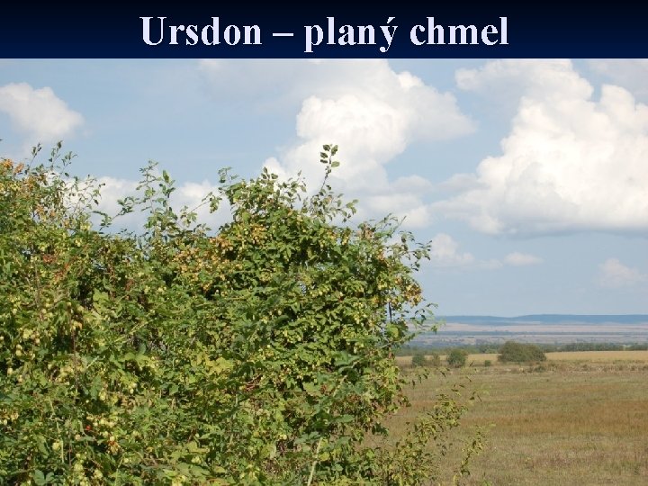 Ursdon – planý chmel 