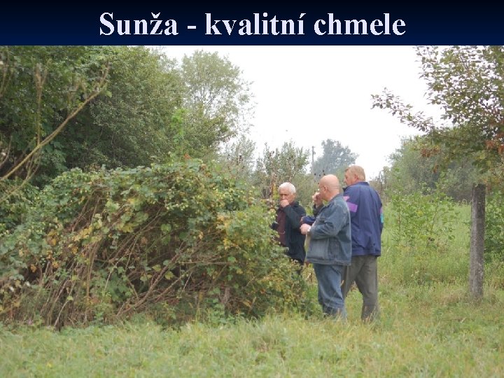 Sunža - kvalitní chmele 