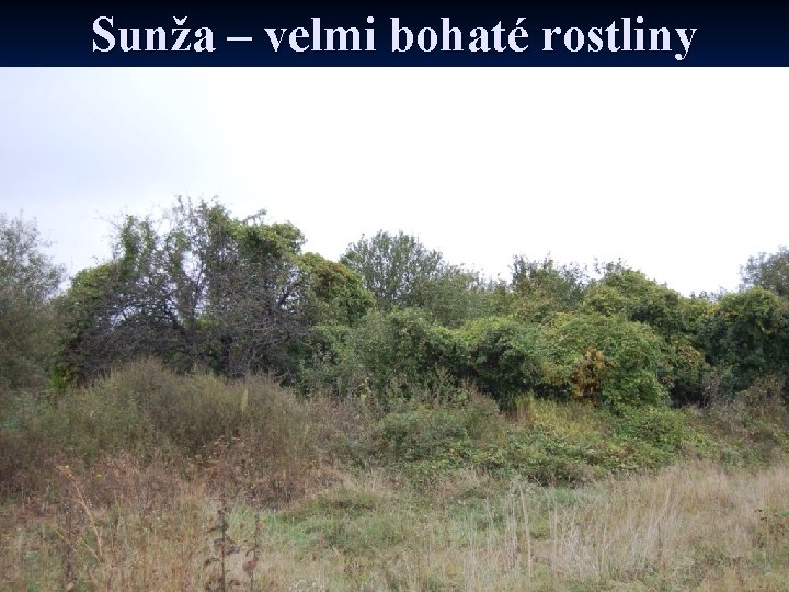 Sunža – velmi bohaté rostliny 