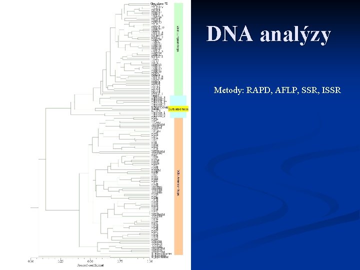 DNA analýzy Metody: RAPD, AFLP, SSR, ISSR 