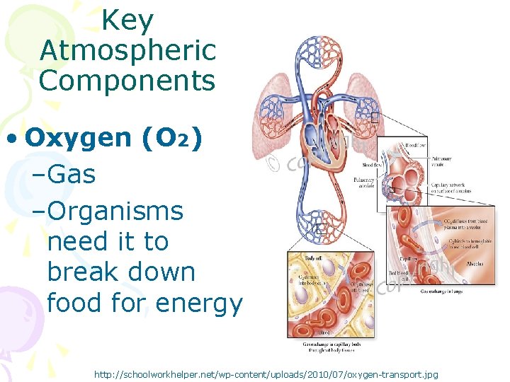 Key Atmospheric Components • Oxygen (O 2) –Gas –Organisms need it to break down