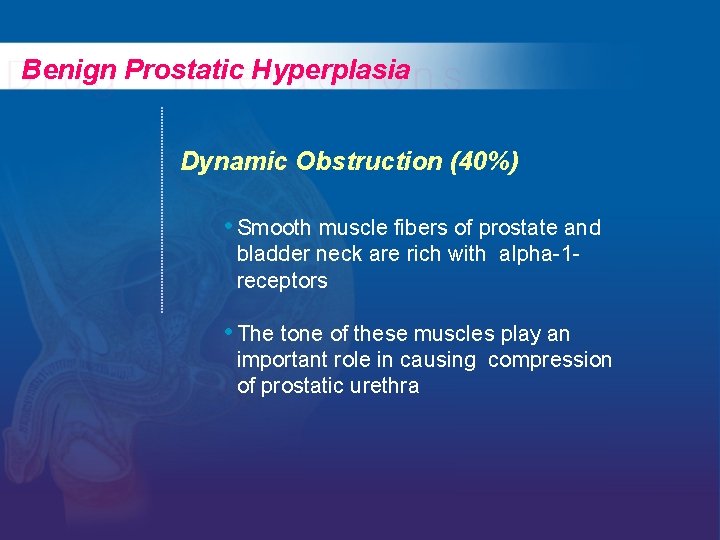 Benign Prostatic Hyperplasia Dynamic Obstruction (40%) • Smooth muscle fibers of prostate and bladder
