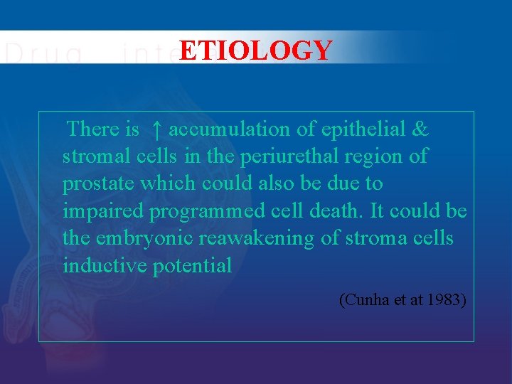 ETIOLOGY There is ↑ accumulation of epithelial & stromal cells in the periurethal region