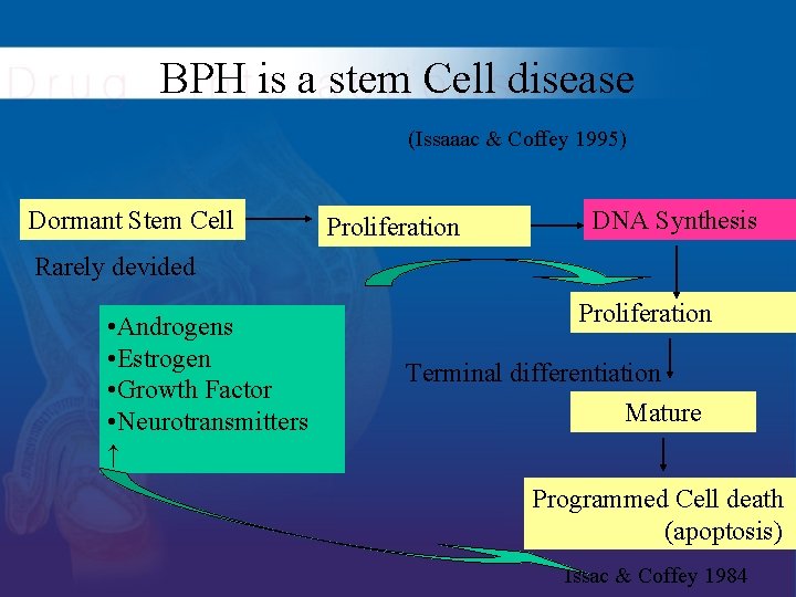 BPH is a stem Cell disease (Issaaac & Coffey 1995) Dormant Stem Cell Proliferation