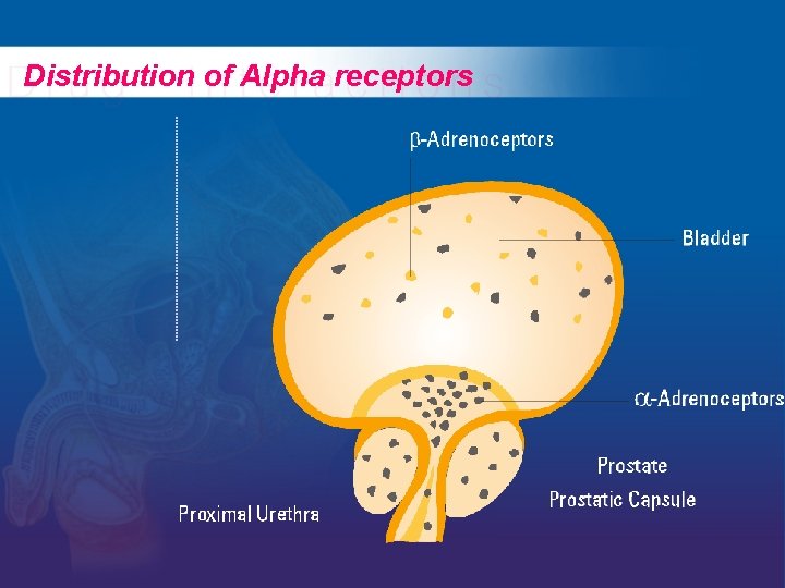 Distribution of Alpha receptors 