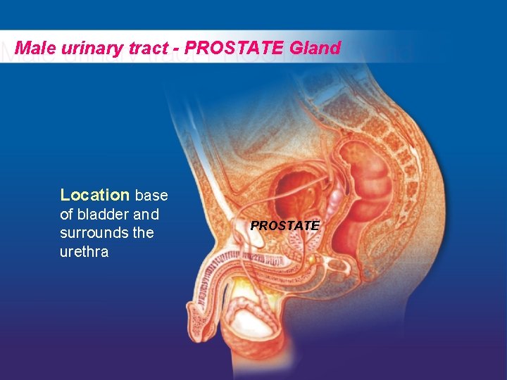 Male urinary tract - PROSTATE Gland Location base of bladder and surrounds the urethra