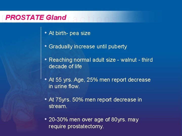 PROSTATE Gland • At birth- pea size • Gradually increase until puberty • Reaching