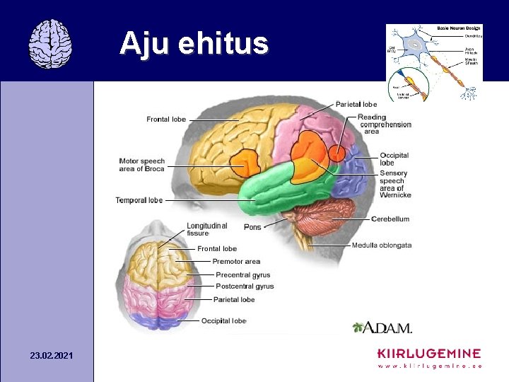 Aju ehitus 23. 02. 2021 