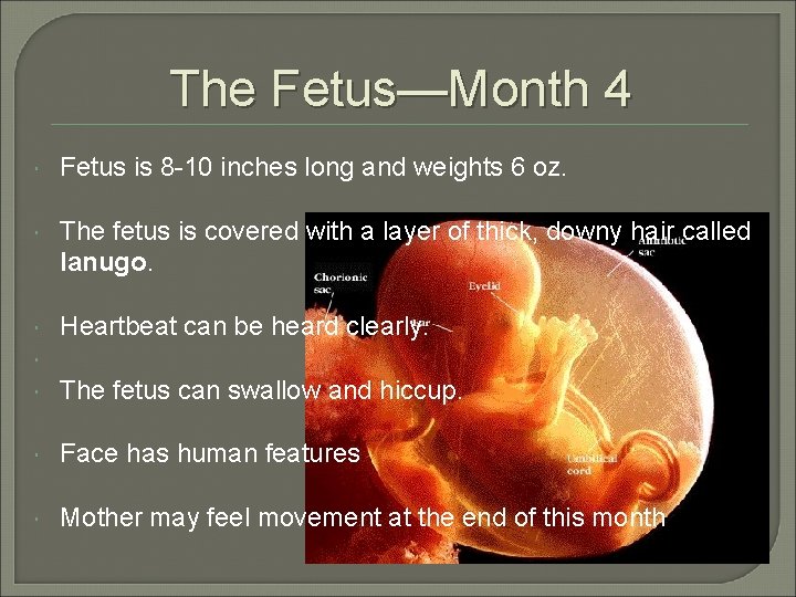 The Fetus—Month 4 Fetus is 8 -10 inches long and weights 6 oz. The