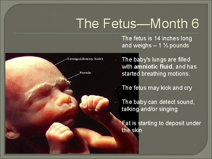 The Fetus—Month 6 The fetus is 14 inches long and weighs – 1 ½