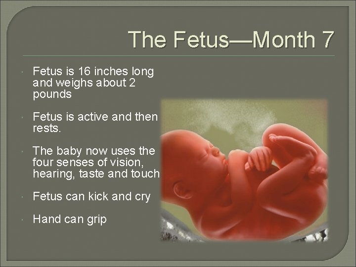 The Fetus—Month 7 Fetus is 16 inches long and weighs about 2 pounds Fetus