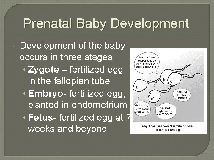 Prenatal Baby Development of the baby occurs in three stages: • Zygote – fertilized