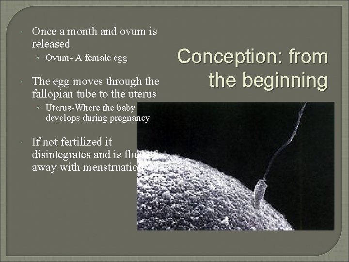  Once a month and ovum is released • Ovum- A female egg The