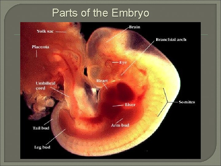 Parts of the Embryo 