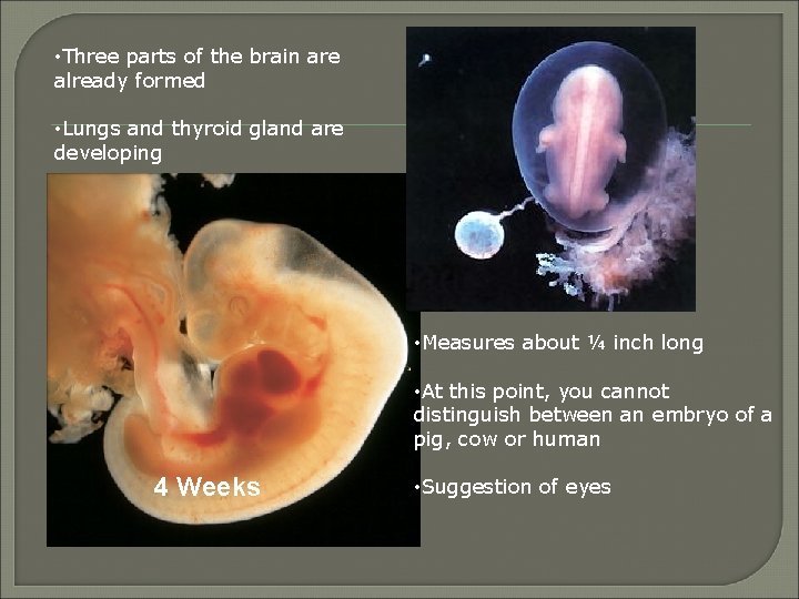  • Three parts of the brain are already formed • Lungs and thyroid