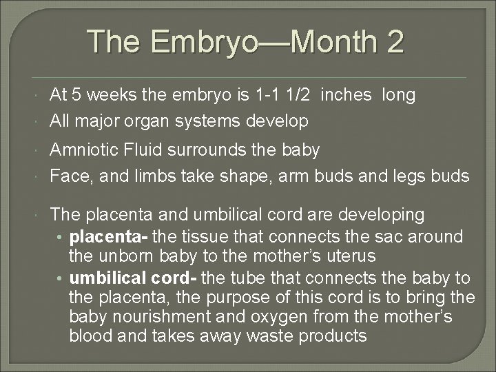 The Embryo—Month 2 At 5 weeks the embryo is 1 -1 1/2 inches long