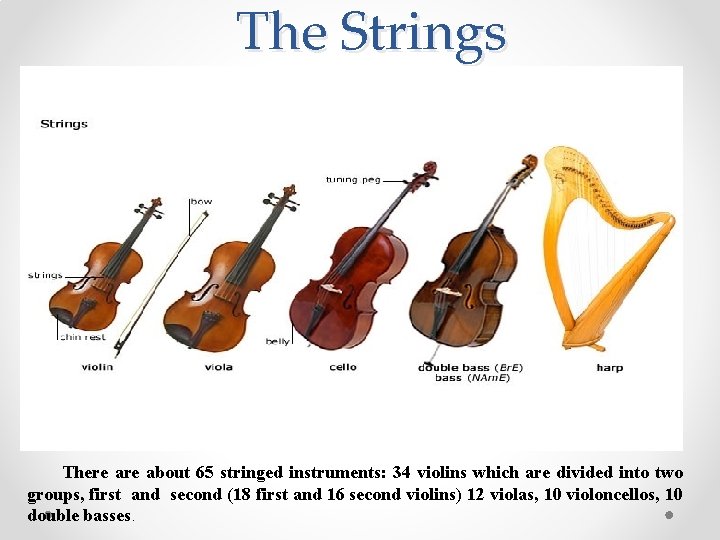 The Strings There about 65 stringed instruments: 34 violins which are divided into two