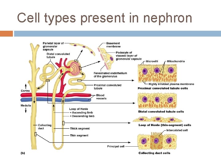Cell types present in nephron 
