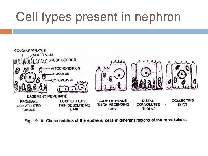 Cell types present in nephron 