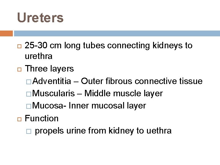 Ureters 25 -30 cm long tubes connecting kidneys to urethra Three layers � Adventitia