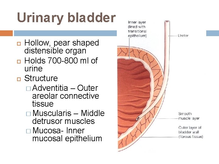 Urinary bladder Hollow, pear shaped distensible organ Holds 700 -800 ml of urine Structure