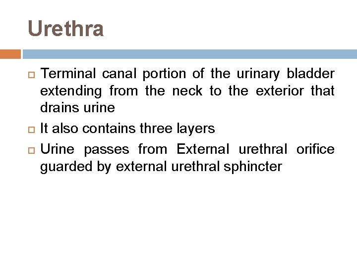 Urethra Terminal canal portion of the urinary bladder extending from the neck to the