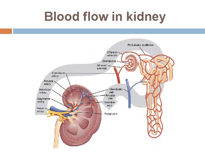 Blood flow in kidney 
