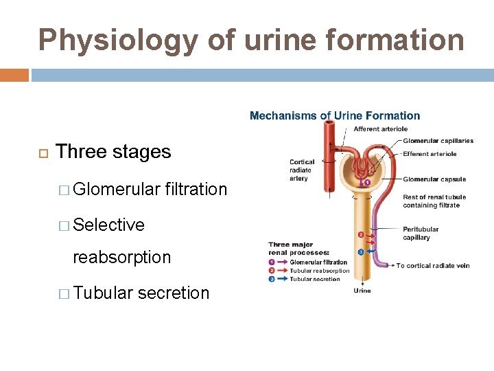 Physiology of urine formation Three stages � Glomerular filtration � Selective reabsorption � Tubular