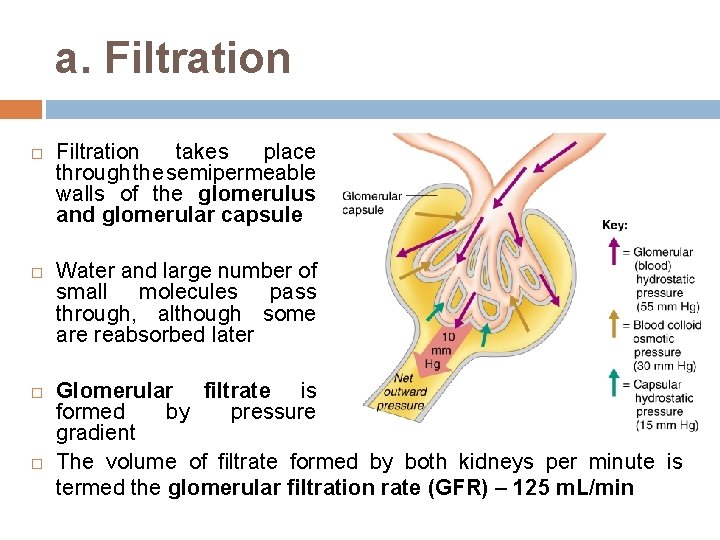 a. Filtration takes place through the semipermeable walls of the glomerulus and glomerular capsule