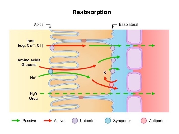 Reabsorption 