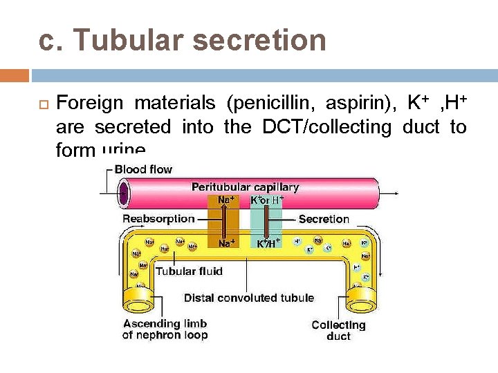 c. Tubular secretion Foreign materials (penicillin, aspirin), K+ , H+ are secreted into the
