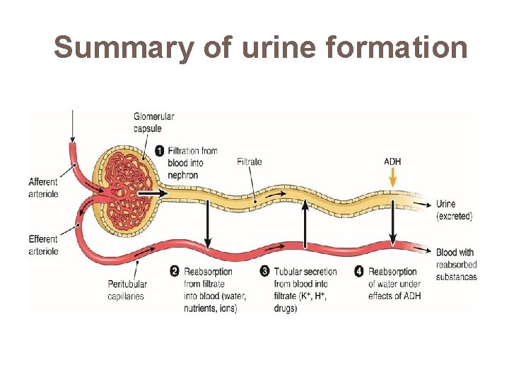 Summary of urine formation 