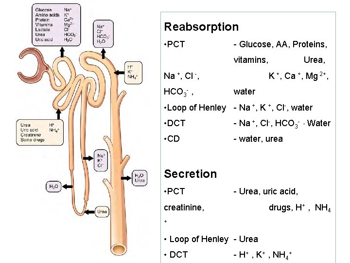 Reabsorption • PCT - Glucose, AA, Proteins, vitamins, Na +, Cl -, HCO 3