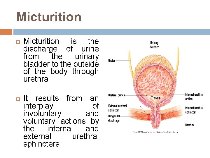 Micturition is the discharge of urine from the urinary bladder to the outside of