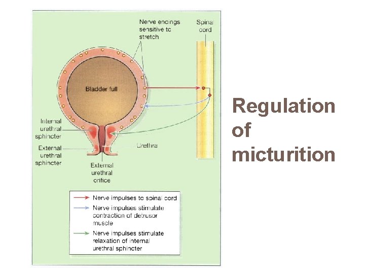 Regulation of micturition 