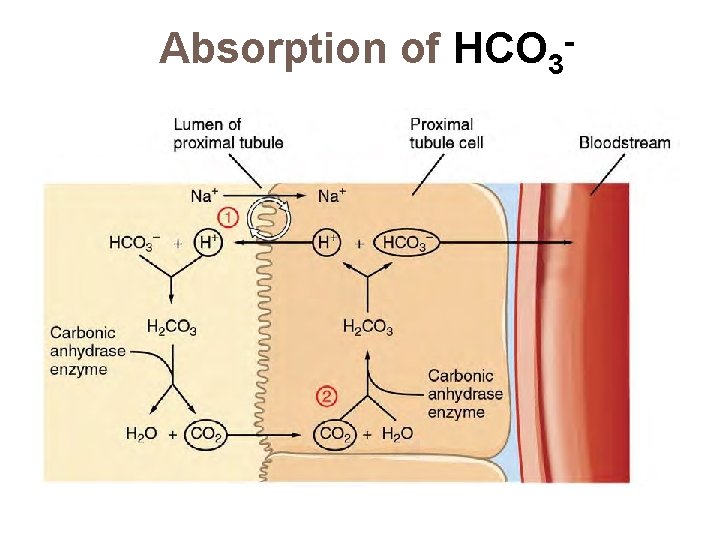 Absorption of HCO 3 - 