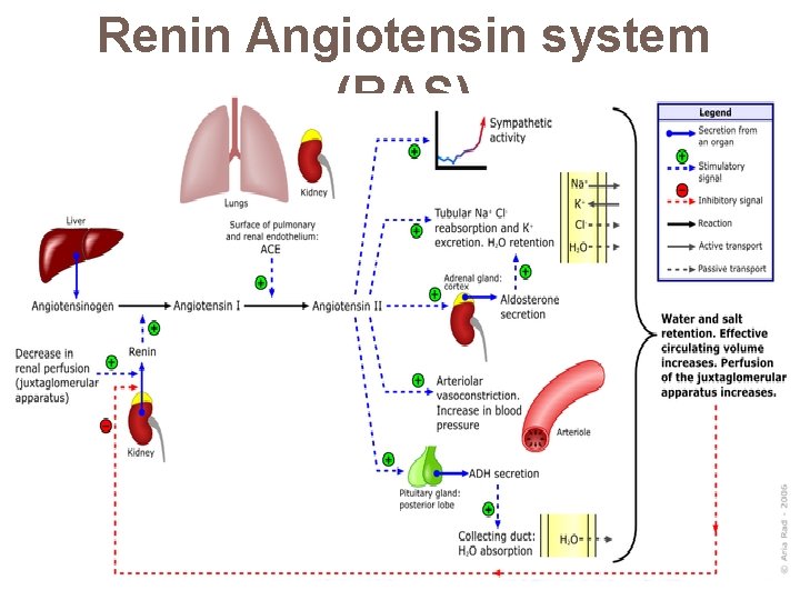 Renin Angiotensin system (RAS) 
